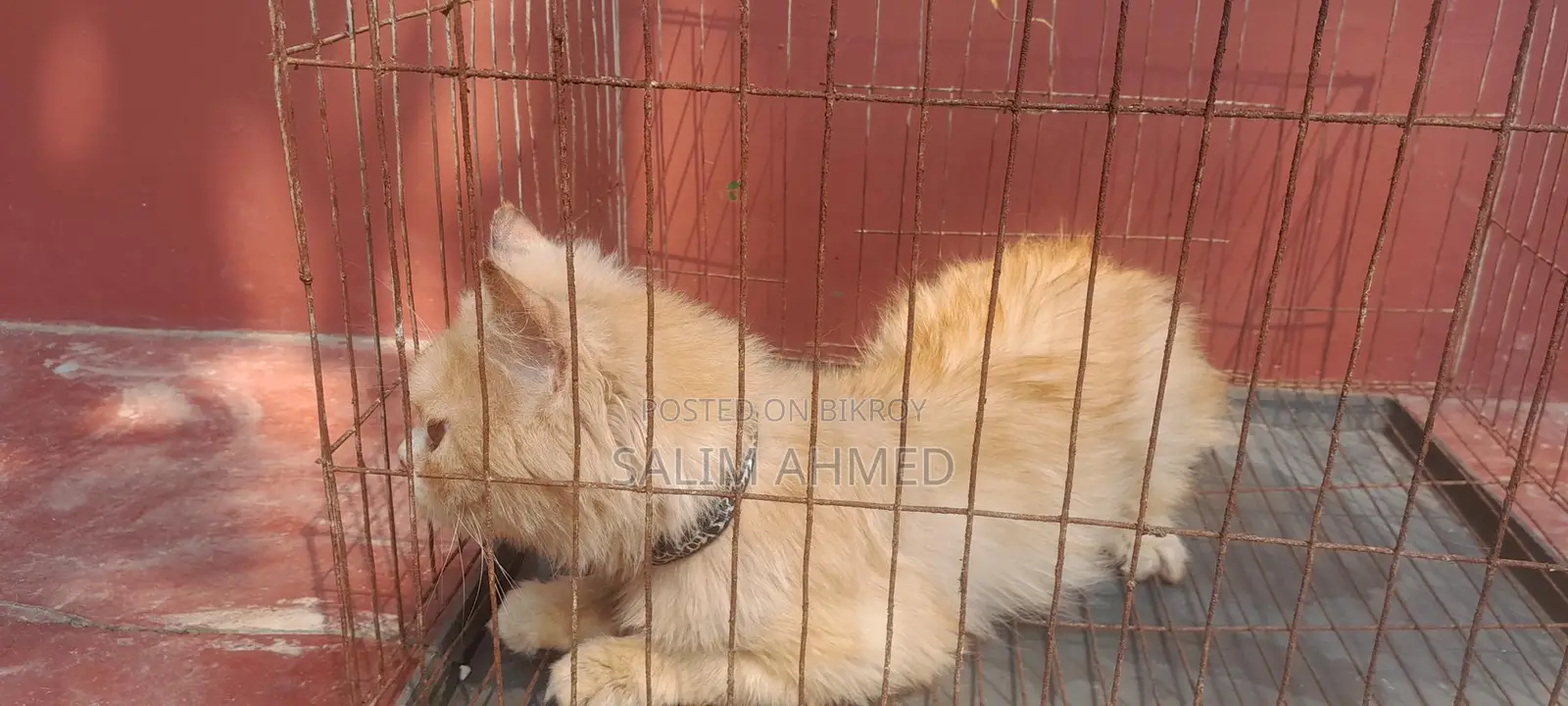 Persian Cat