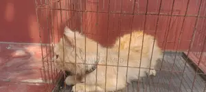 Persian Cat
