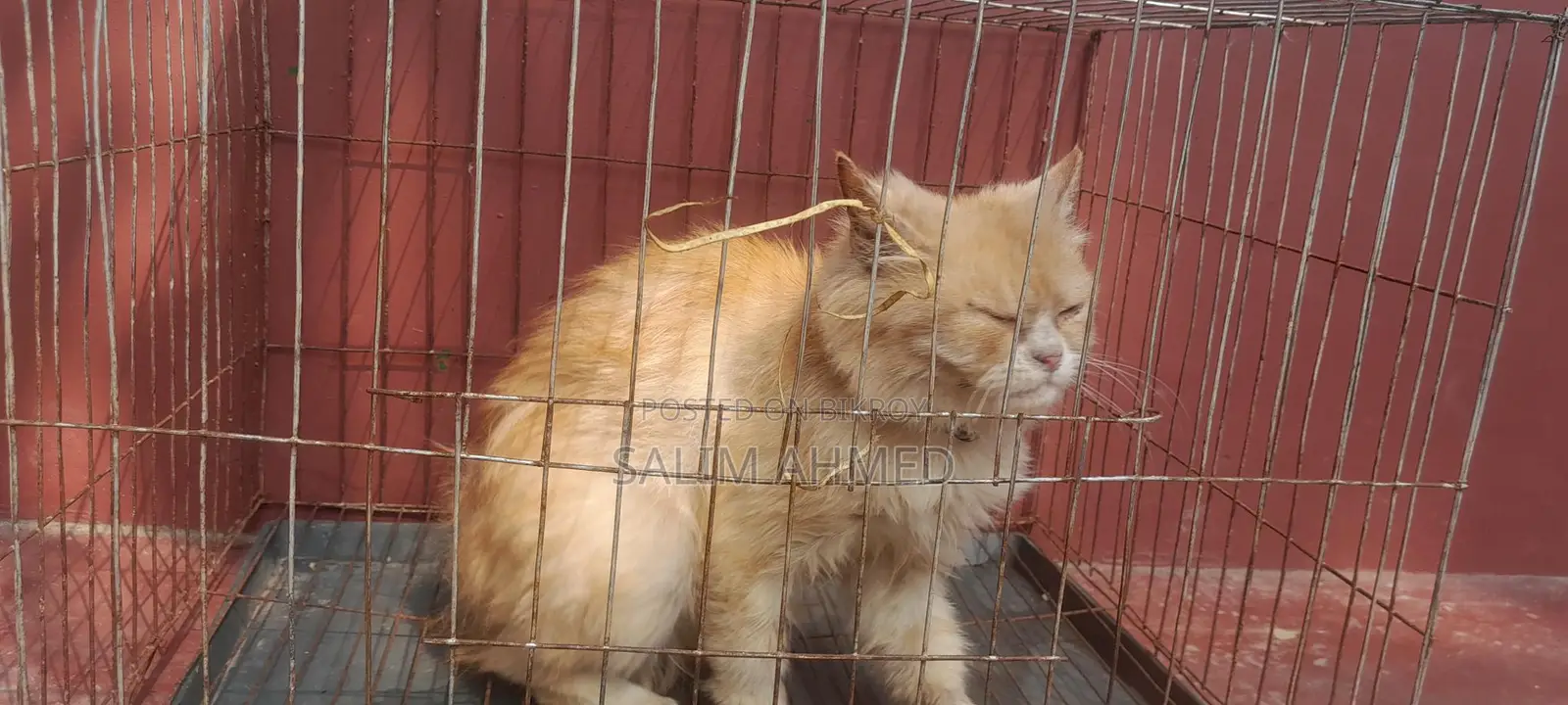 Persian Cat