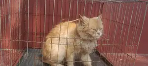Persian Cat