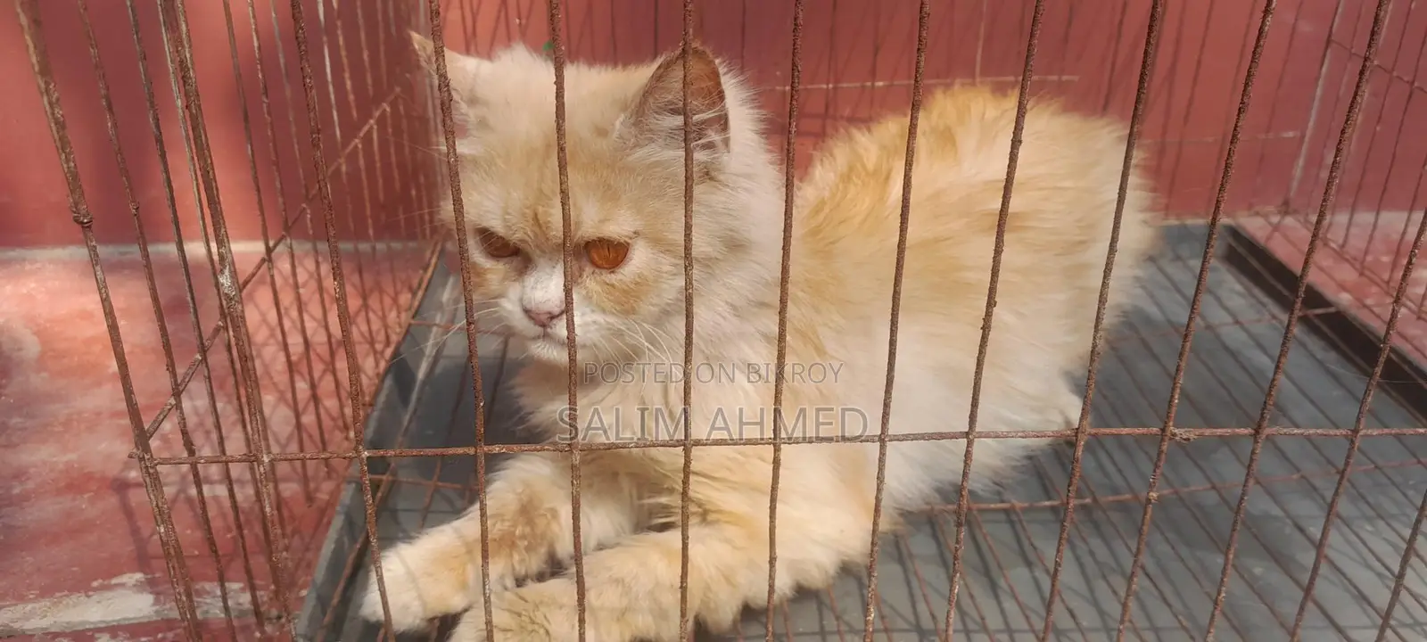 Persian Cat