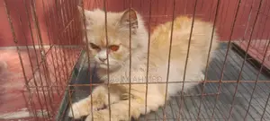 Persian Cat