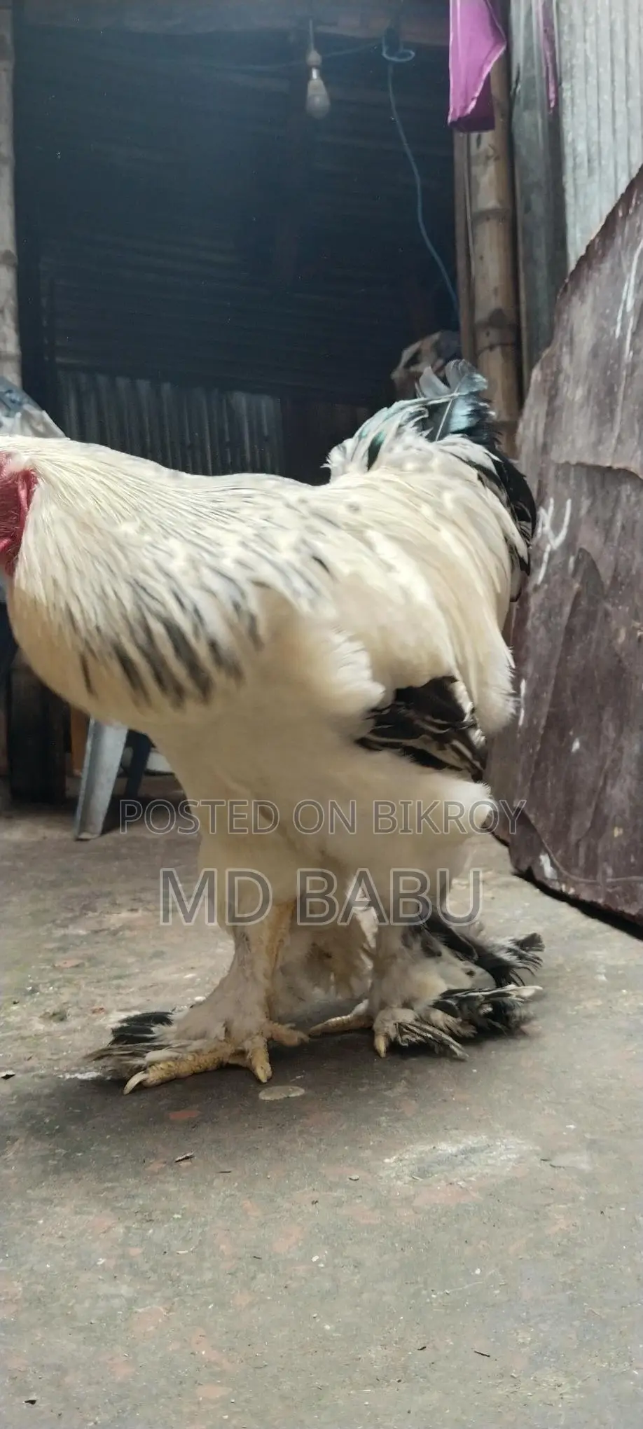 ব্রাহমা মুরগি