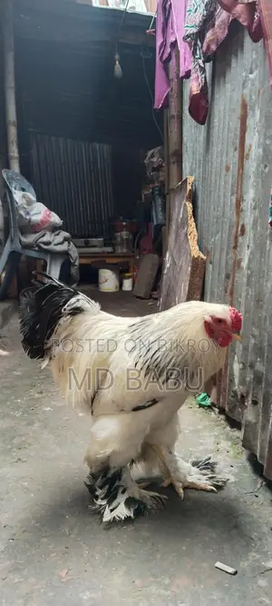 ব্রাহমা মুরগি