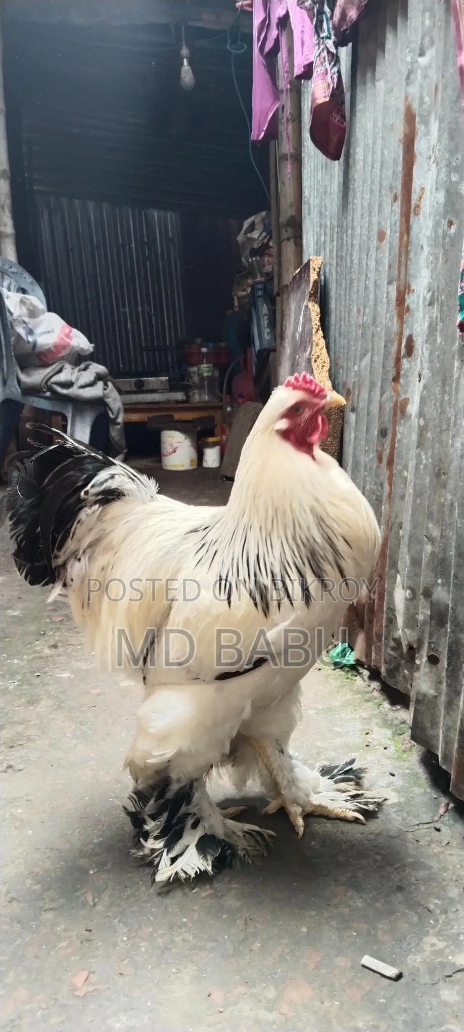 ব্রাহমা মুরগি