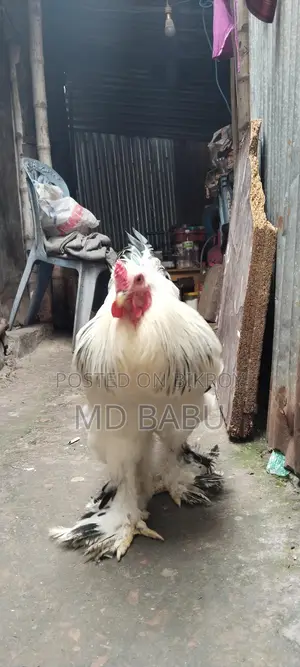 ব্রাহমা মুরগি