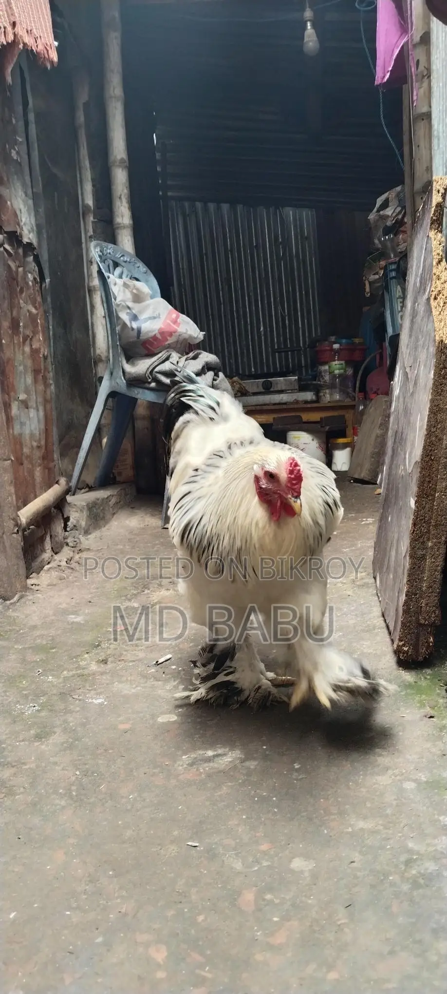 ব্রাহমা মুরগি