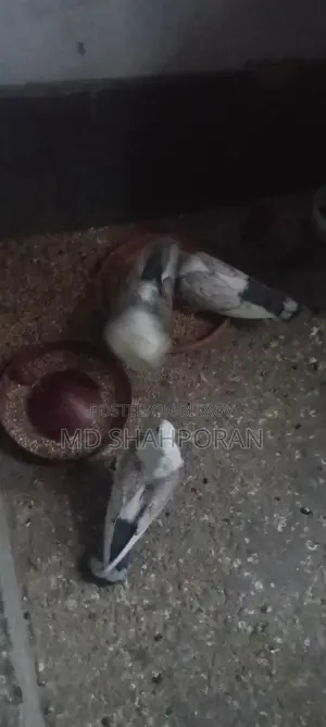 এক জুরা ও একটি শারটেন কবুতর বিক্রয় করা হবে