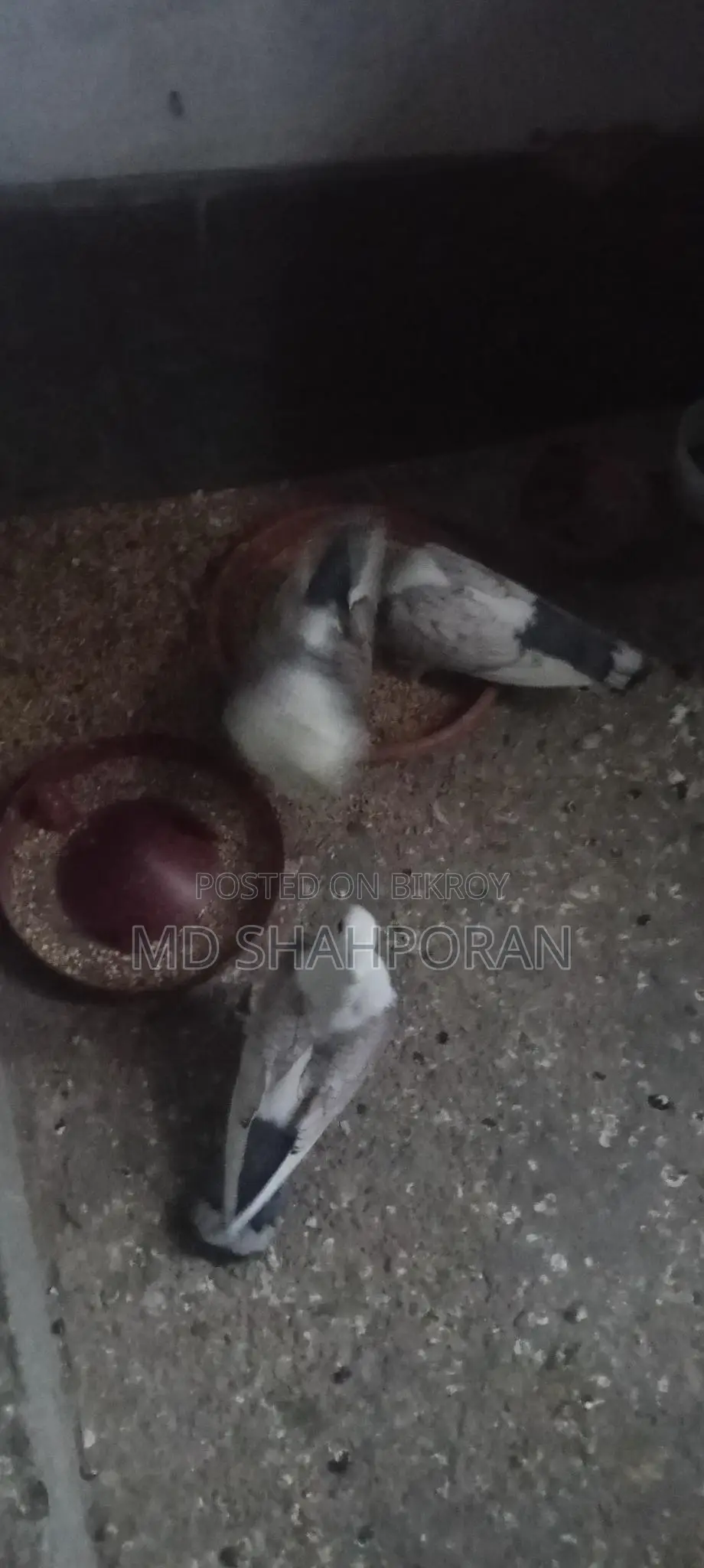 এক জুরা ও একটি শারটেন কবুতর বিক্রয় করা হবে