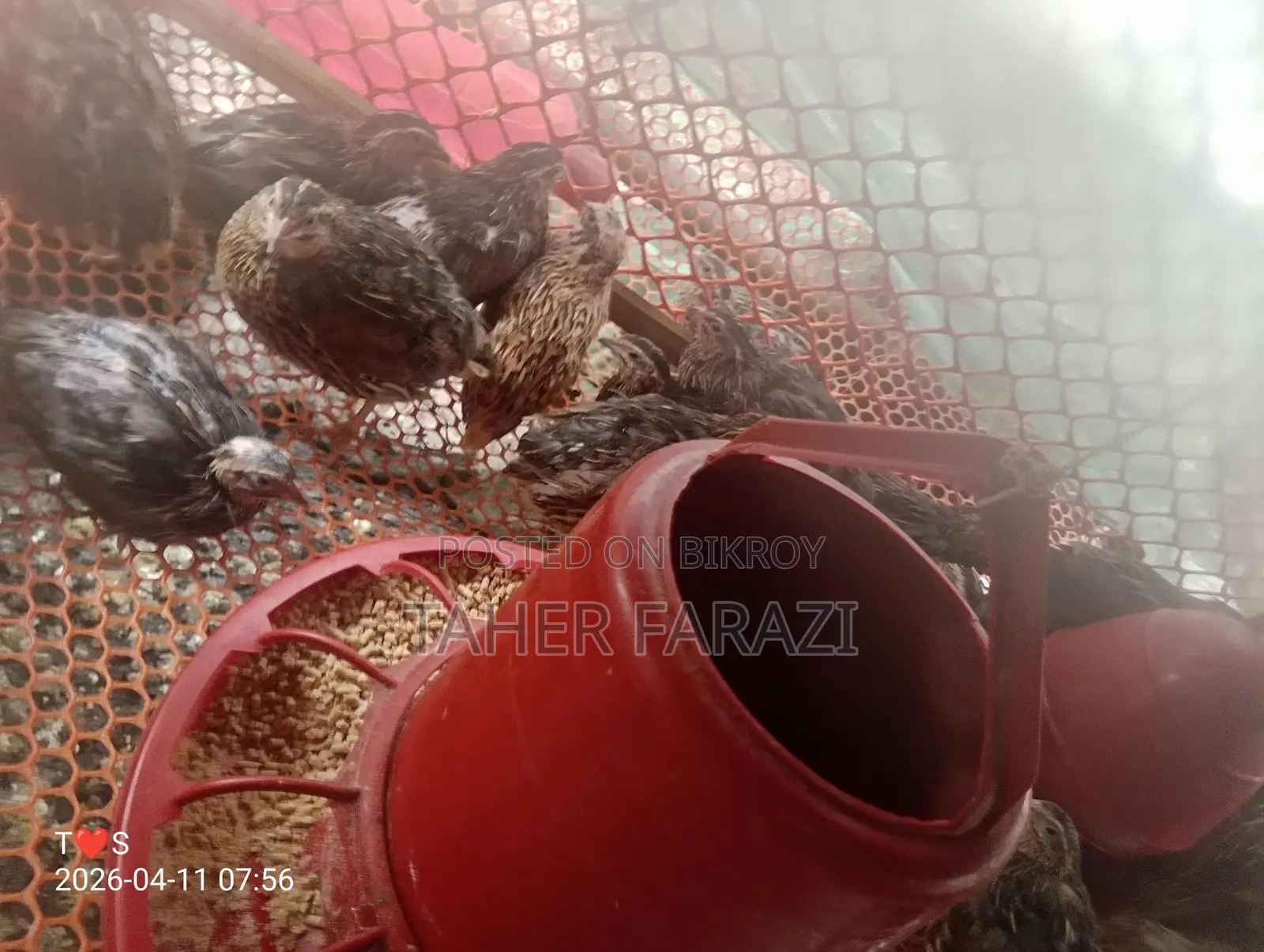 Running egg-laying quails