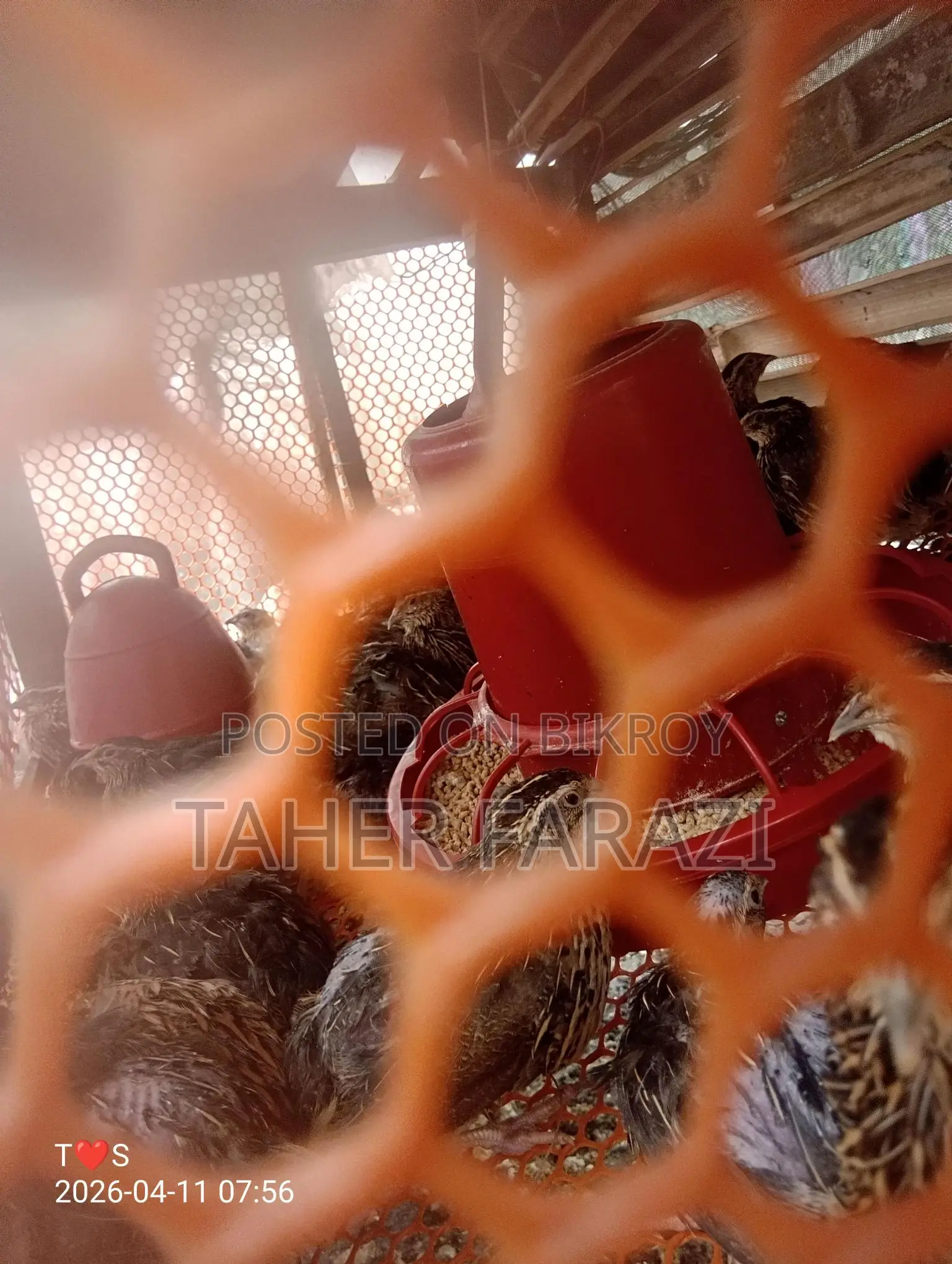 Running egg-laying quails