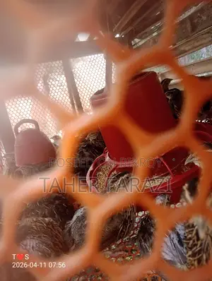Running egg-laying quails