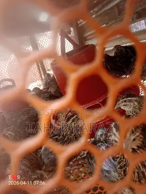 Running egg-laying quails