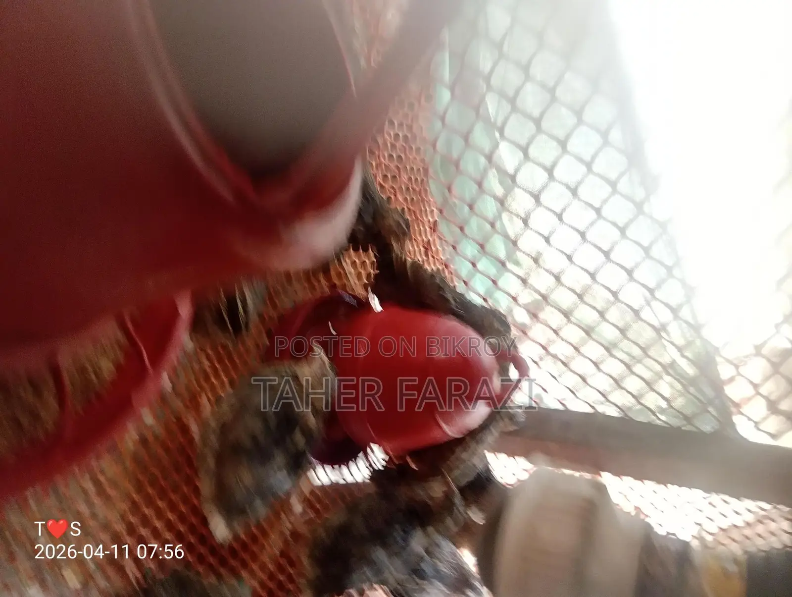 Running egg-laying quails