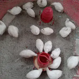 ইউরোপিয়ান পুরুষ কোয়েল