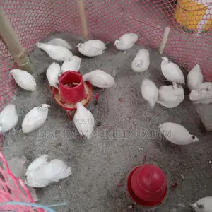 ইউরোপিয়ান পুরুষ কোয়েল