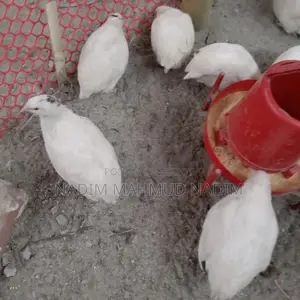 ইউরোপিয়ান পুরুষ কোয়েল