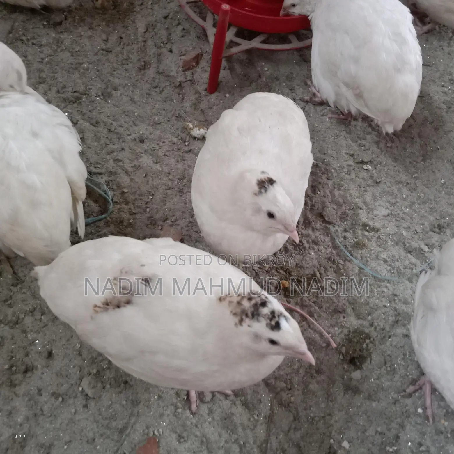 ইউরোপিয়ান পুরুষ কোয়েল