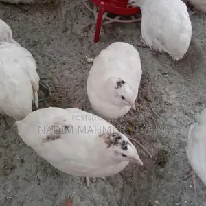 ইউরোপিয়ান পুরুষ কোয়েল