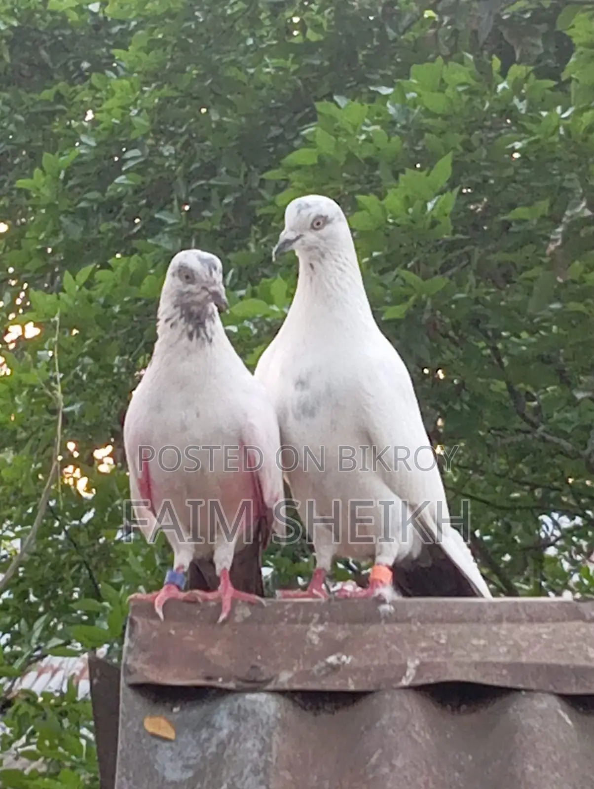 রানিং কালদম
