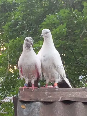 রানিং কালদম