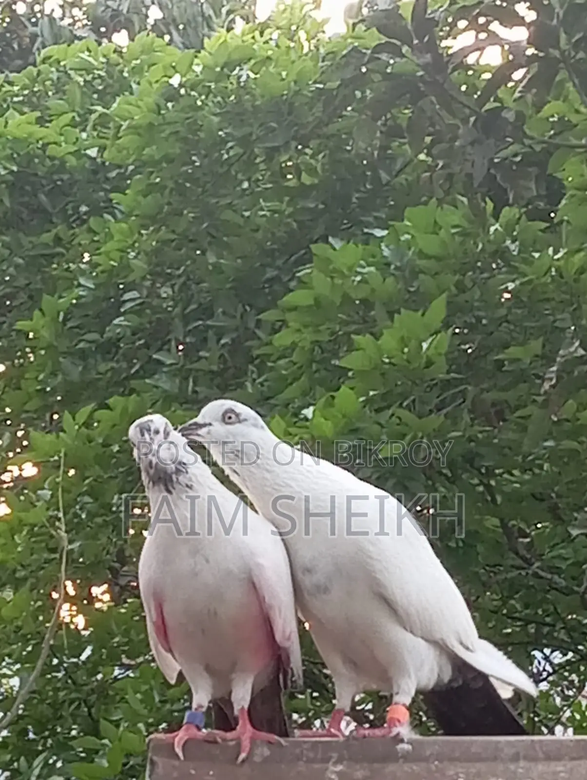 রানিং কালদম