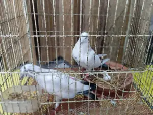 রানিং কালদম