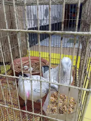 রানিং কালদম