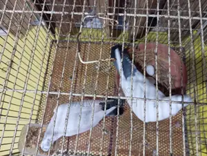 রানিং কালদম
