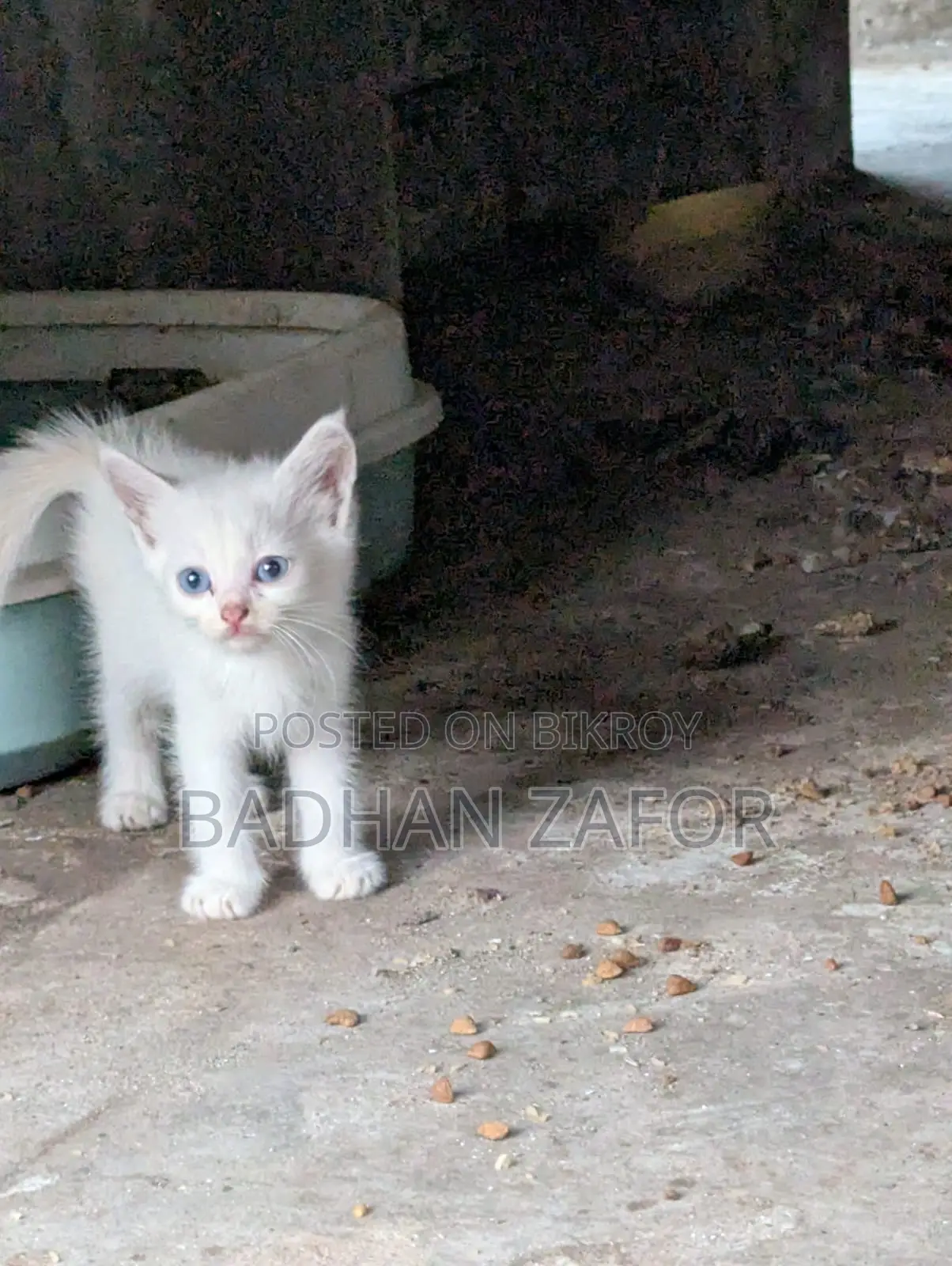 1+ Year Male Purebred Persian