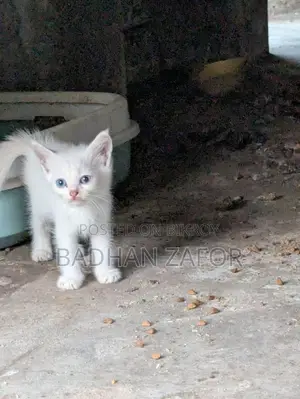 1+ Year Male Purebred Persian