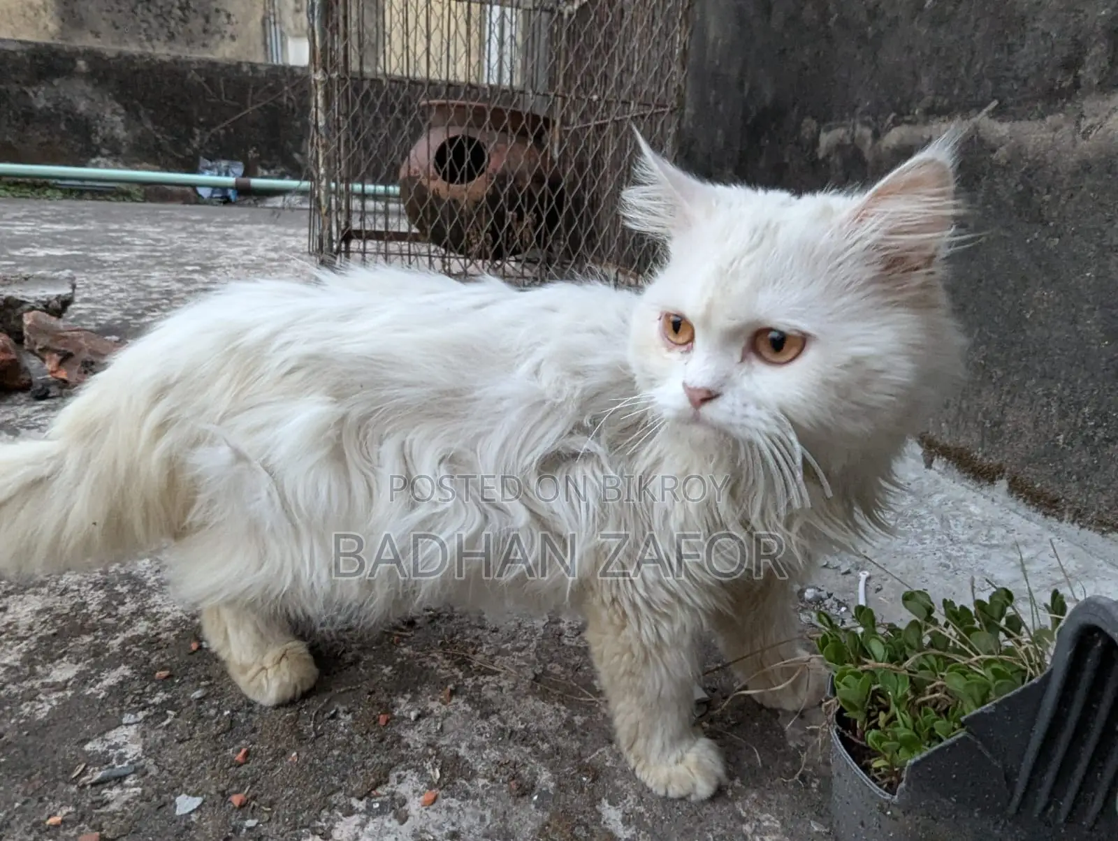 1+ Year Male Purebred Persian