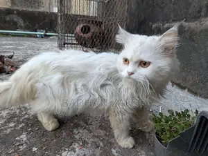 1+ Year Male Purebred Persian