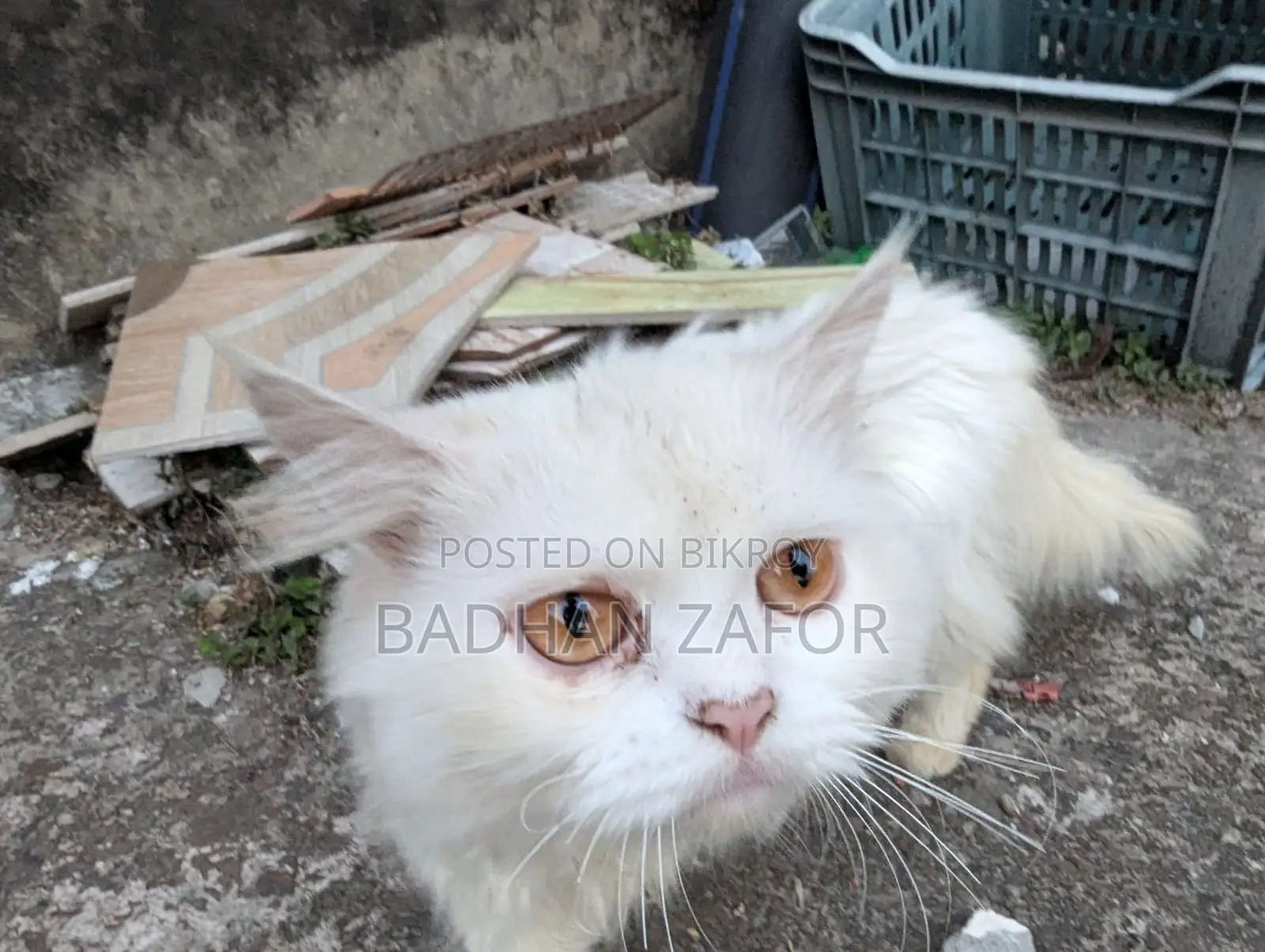 1+ Year Male Purebred Persian
