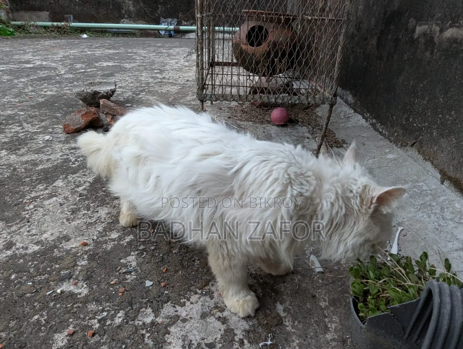 1+ Year Male Purebred Persian