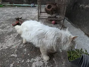 1+ Year Male Purebred Persian