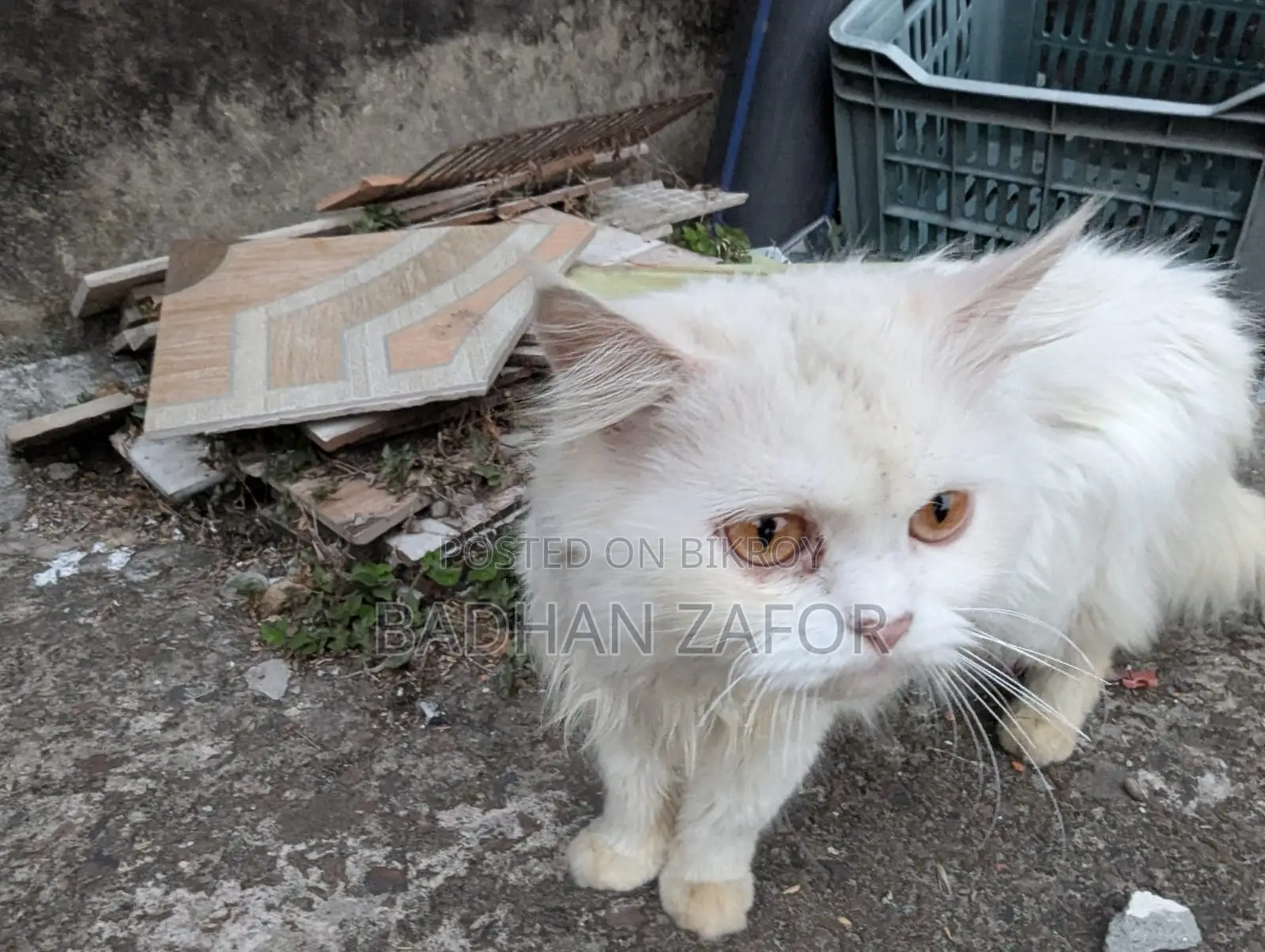 1+ Year Male Purebred Persian