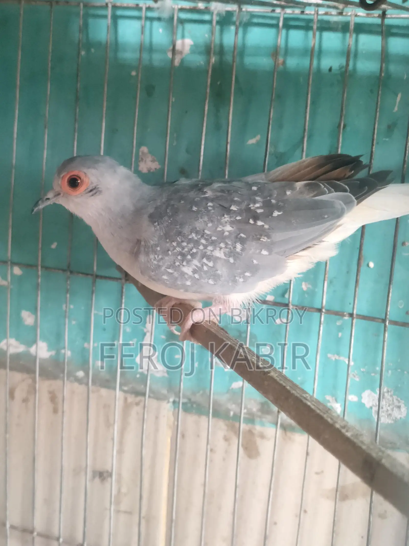 ডায়মন্ড ডাভ পাখি