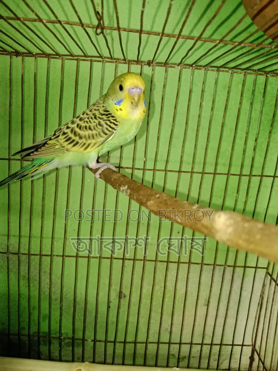বাজরীগর বাচ্চা পাখি ২ মাস বয়স।