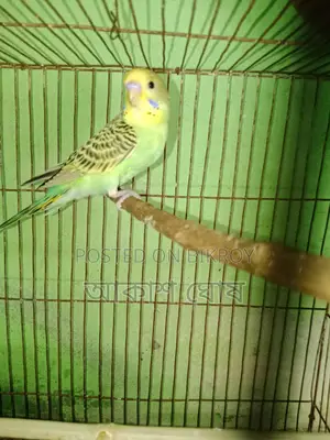 বাজরীগর বাচ্চা পাখি ২ মাস বয়স।