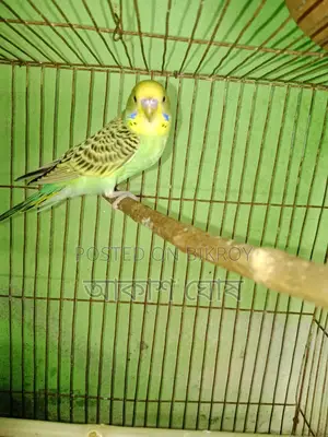 বাজরীগর বাচ্চা পাখি ২ মাস বয়স।