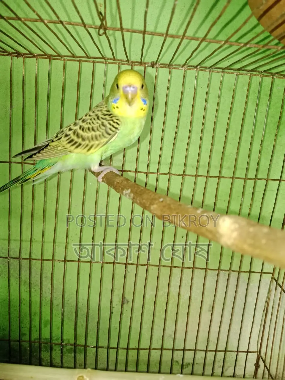 বাজরীগর বাচ্চা পাখি ২ মাস বয়স।