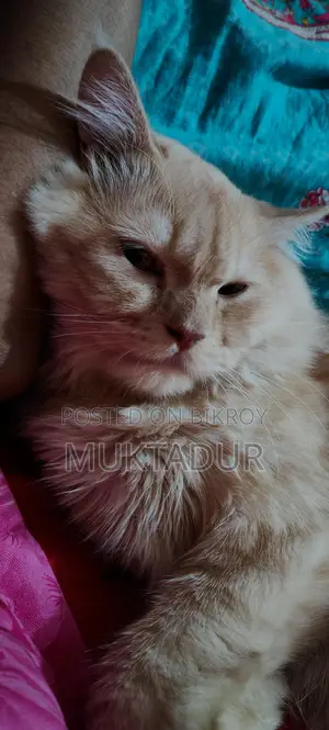 আমার পোষা বিড়াল নিশুকে বিক্রি করতে চাই