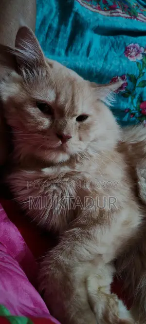 আমার পোষা বিড়াল নিশুকে বিক্রি করতে চাই