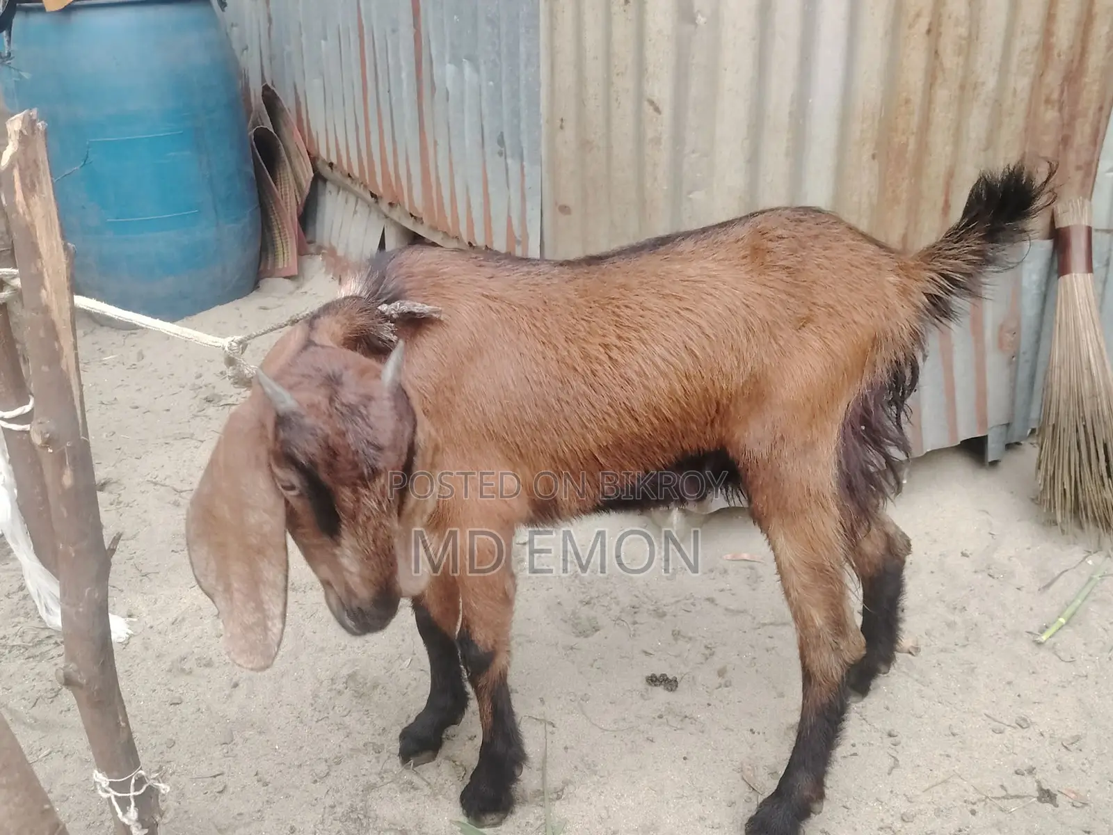 Long-Breed Goat