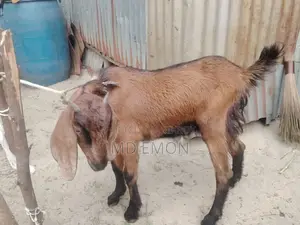 Long-Breed Goat