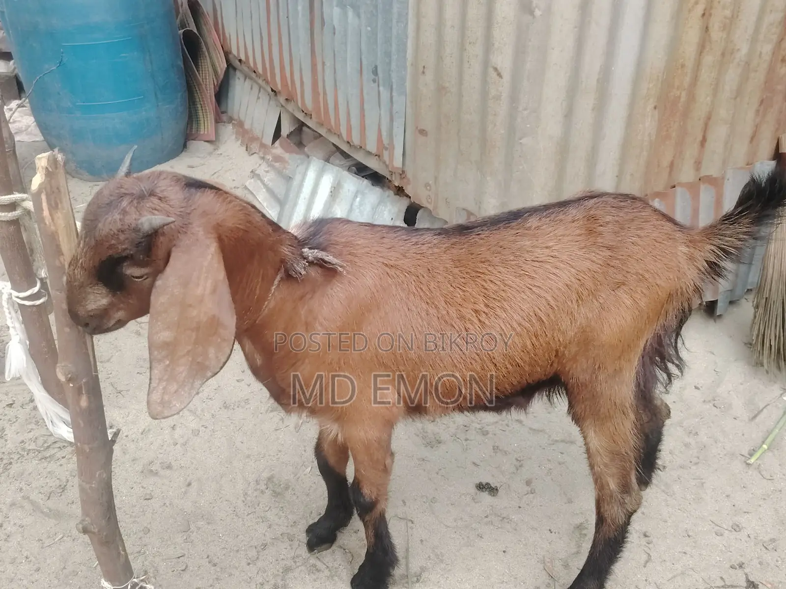 Long-Breed Goat