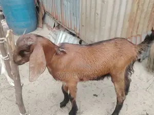 Long-Breed Goat