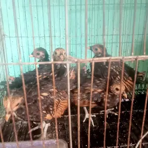 গোল্ডেন সেবরাইট মুরগি