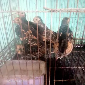 গোল্ডেন সেবরাইট মুরগি